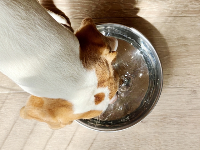 銀色の器から水を飲む犬を上から見た写真