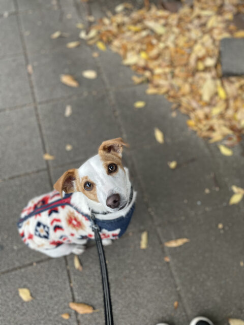 枯れ葉の横で飼い主を見上げる犬