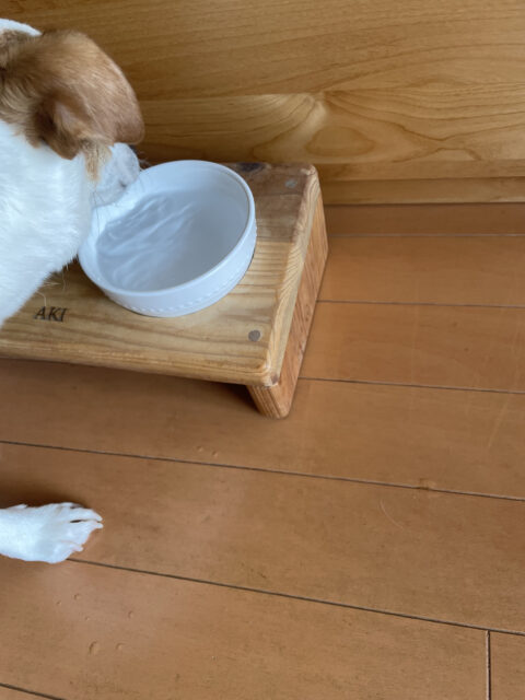 器にたっぷり溜まっている水を飲もうとする犬