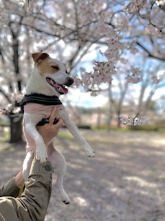 桜の横で抱きかかえられている犬