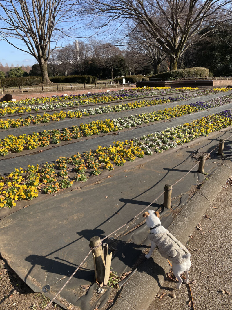整列して植えられている黄色い花