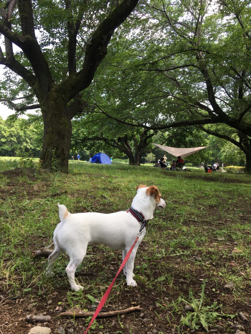 広い公園でピクニックしている人と犬