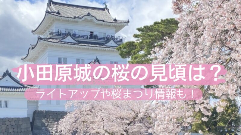 小田原城をバックに咲く桜