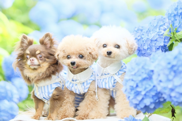 青い紫陽花をバックに、トイプードル2匹とチワワ1匹がお揃いの服を着て並んでいる