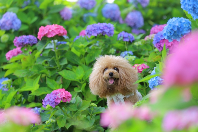 ピンクや紫の紫陽花の中から子犬が顔を出している写真