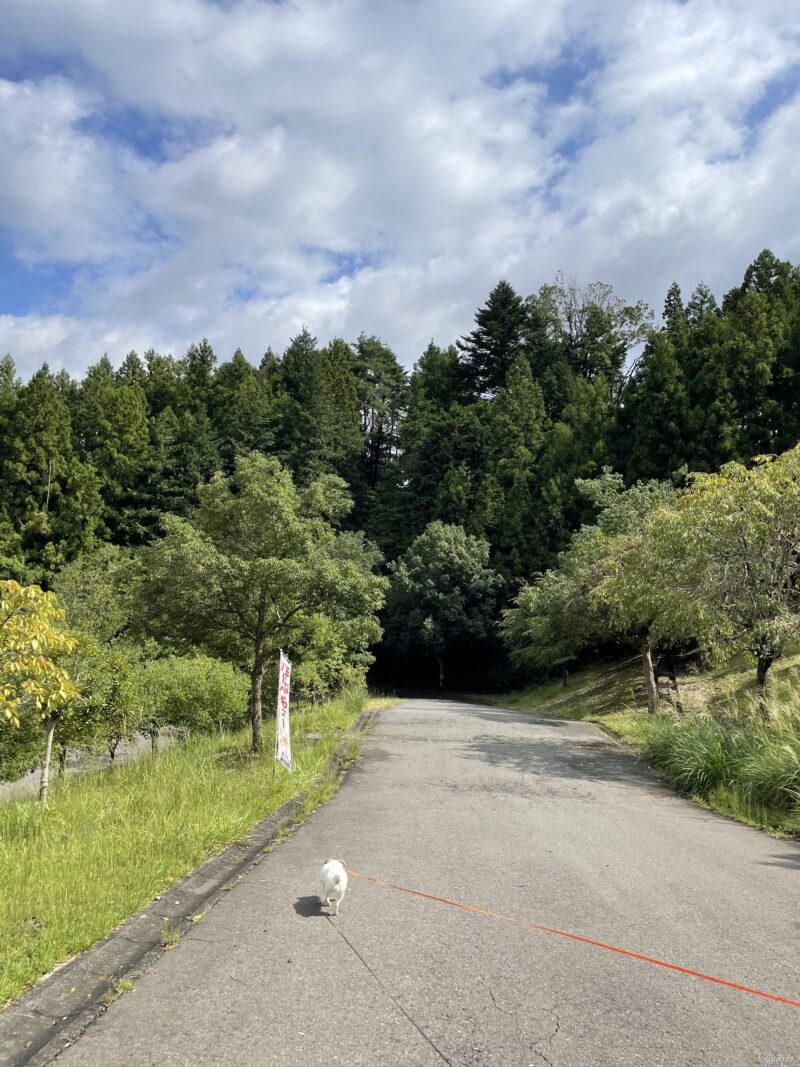 公園内の下り坂を白い犬が走っていく様子