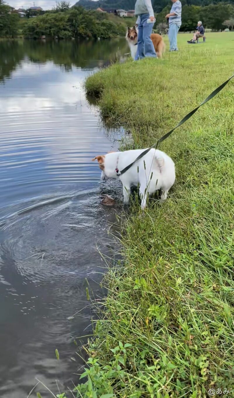 池の中に足だけ浸かっている白い犬