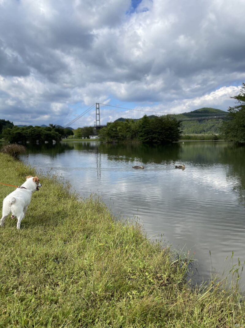 池にいる鴨を白い犬が見ている様子