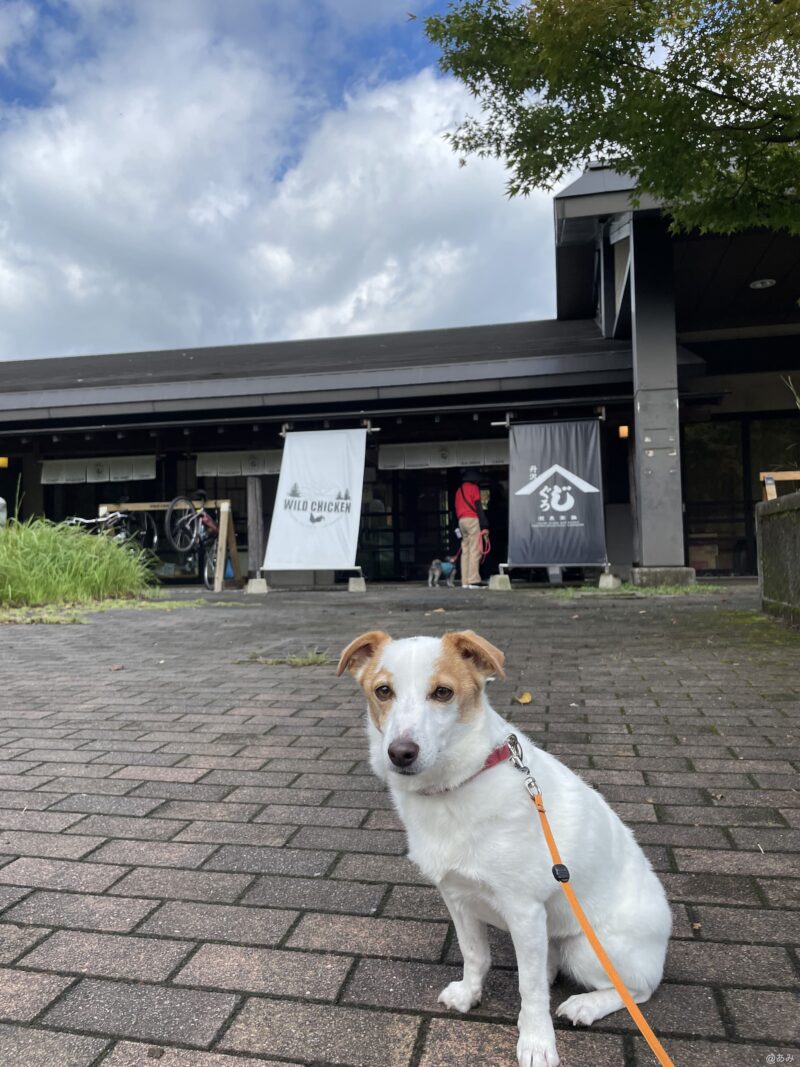 タイル柄のコンクリートに白い犬がお座りしている
